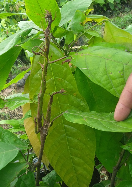 Síntoma de escoba de brujas en plántula de vivero de cacao